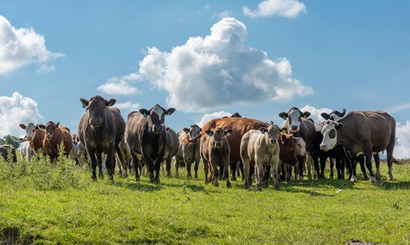 Herd of cattle with youngstock in a field